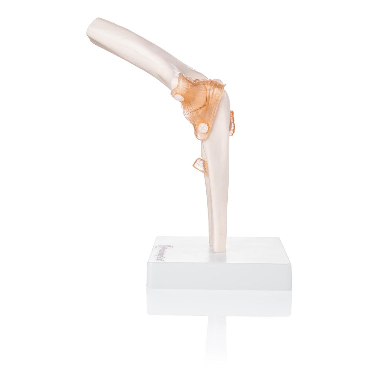 Budget Flexible Elbow Model with Ligaments