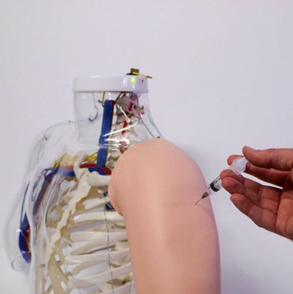 Upper Arm Intramuscular Injection Simulator (Transparent)