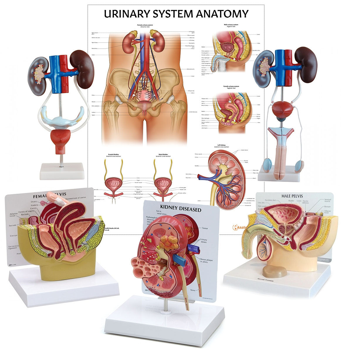 Urinary System Anatomy Collection