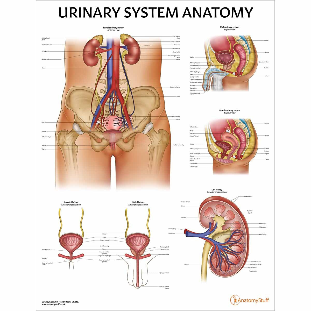 Urinary System Anatomy Collection