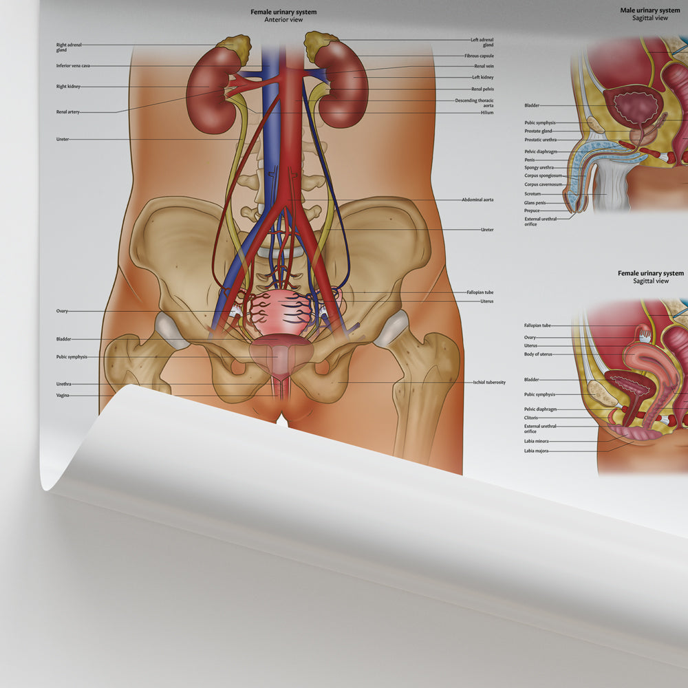 Urinary System Anatomy Chart / Poster - Part of Collection