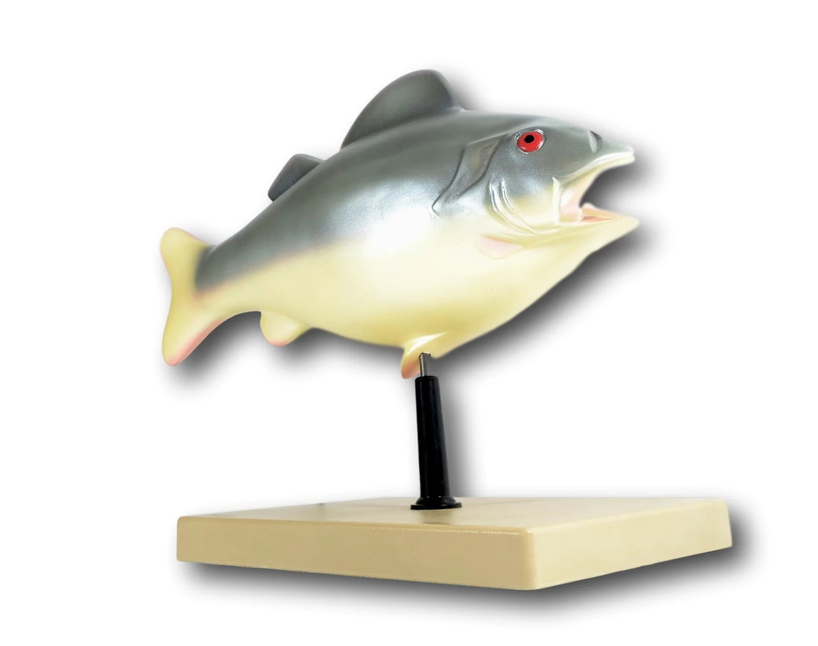 Fish Anatomy Model