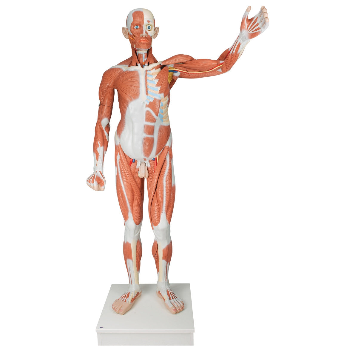 Life-size Male Muscular Figure (37 part)