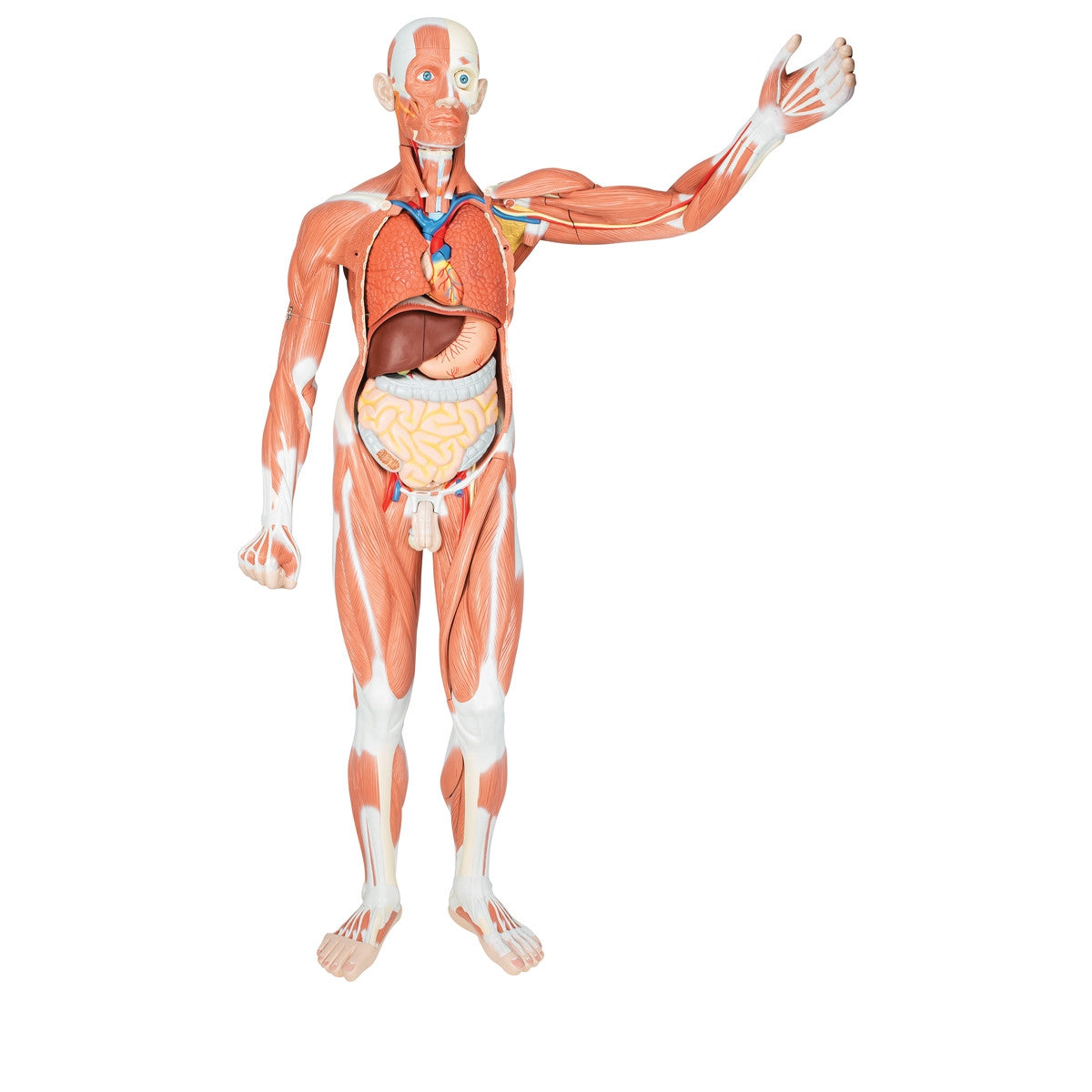 Life-size Male Muscular Figure (37 part)