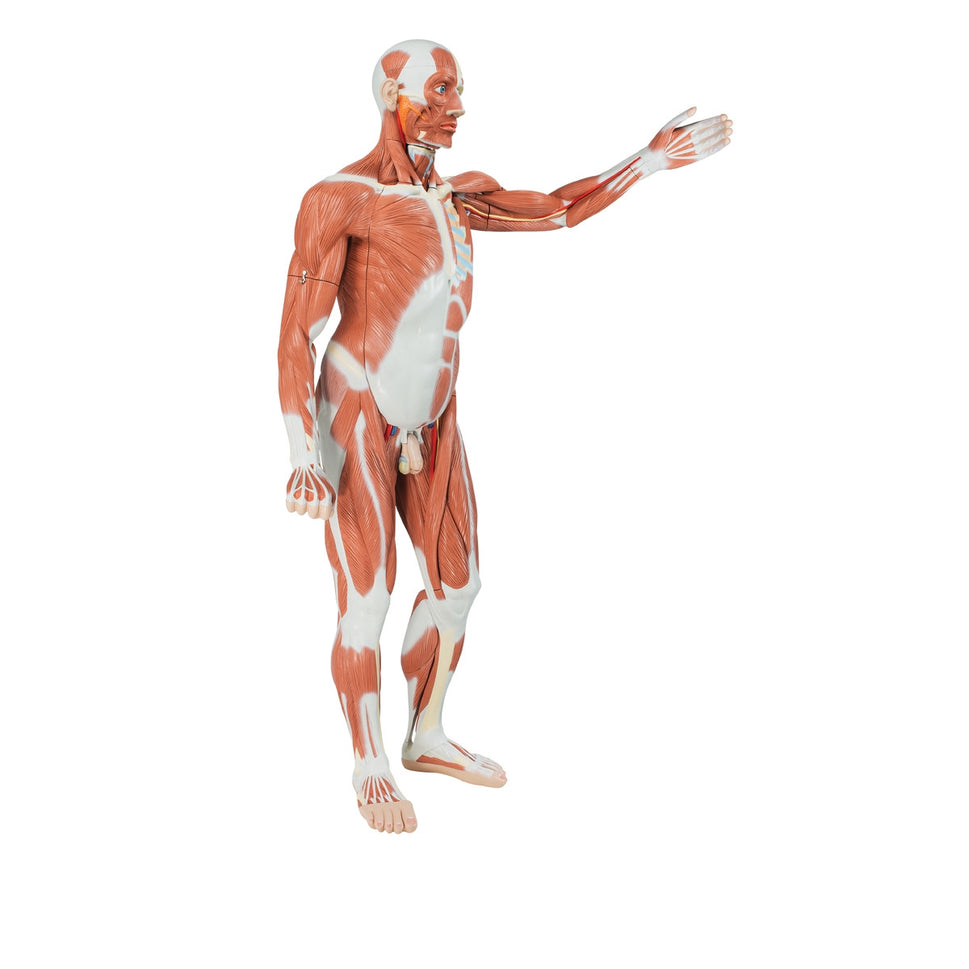 Life-size Male Muscular Figure (37 part)