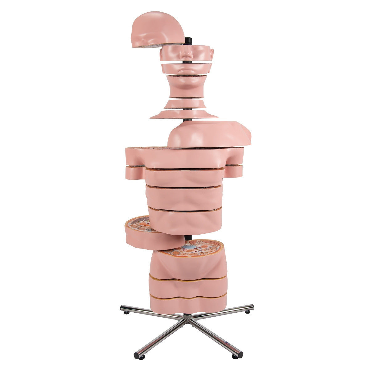 MRI Torso Model (15 Transverse Sections)