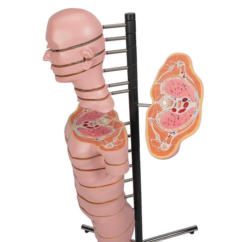 MRI Torso Model (15 Transverse Sections)