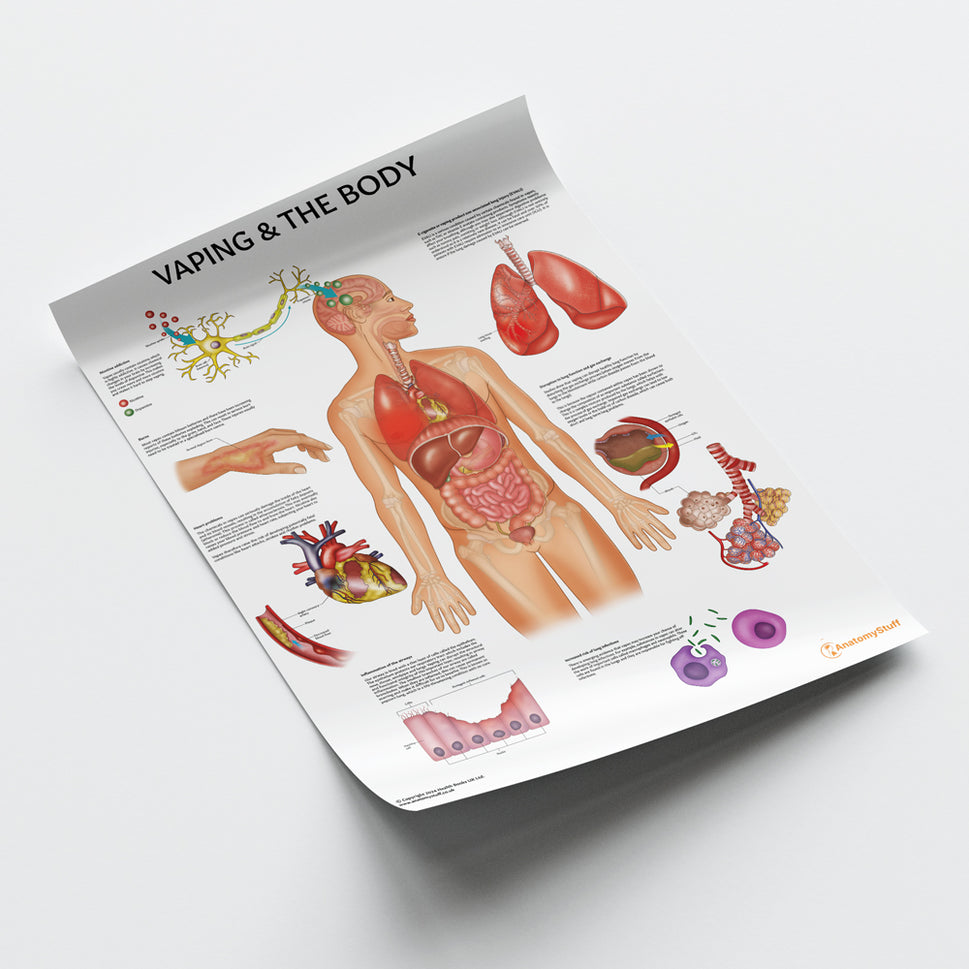Vaping and The Body Chart / Poster
