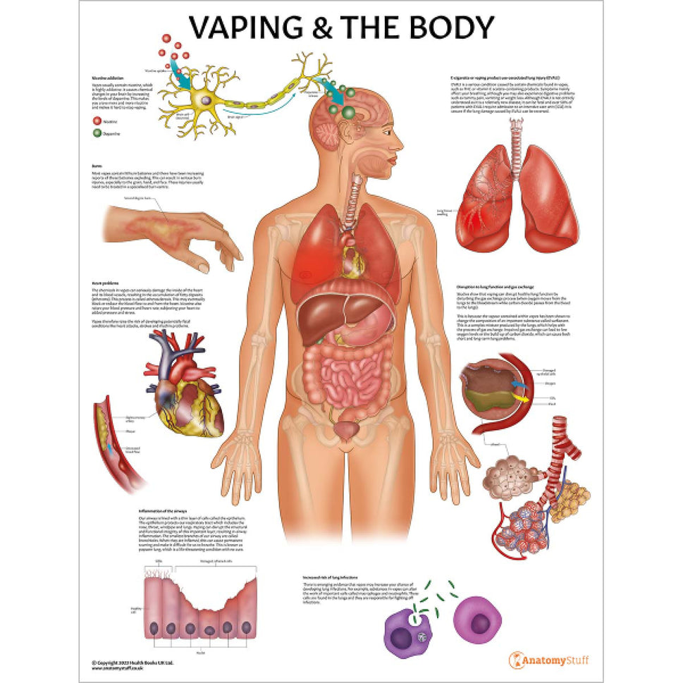 Substances and The Body 4 Poster Collection (Laminated)