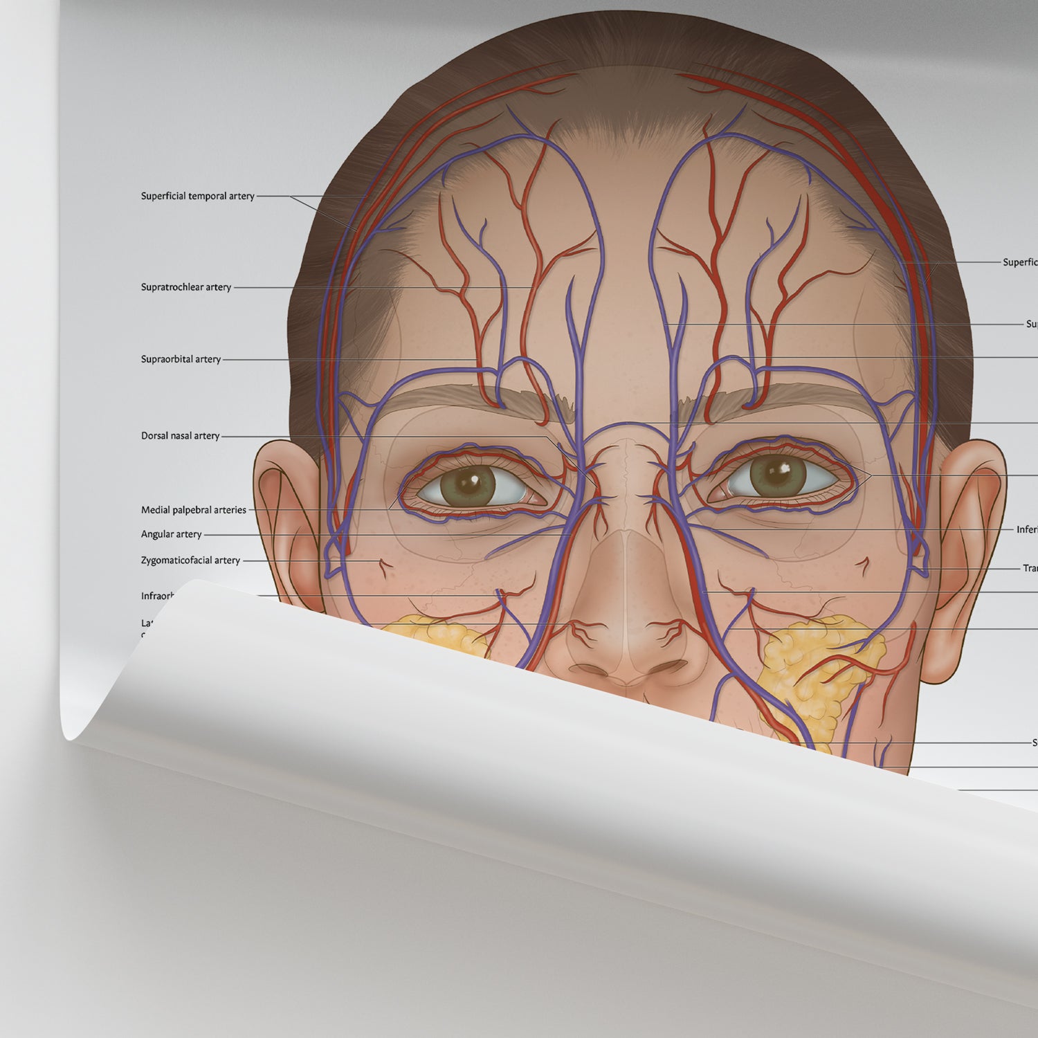 Vascular Anatomy of the Face Chart / Poster