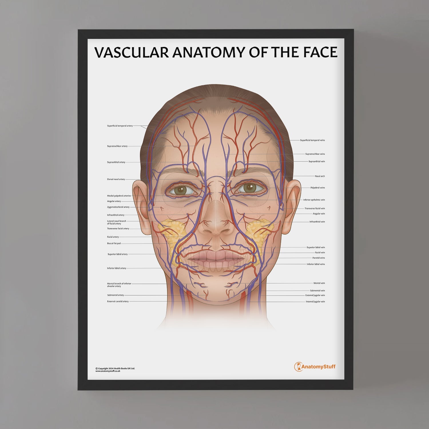 Vascular Anatomy of the Face Chart / Poster