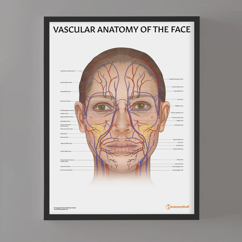 Vascular Anatomy of the Face Chart / Poster