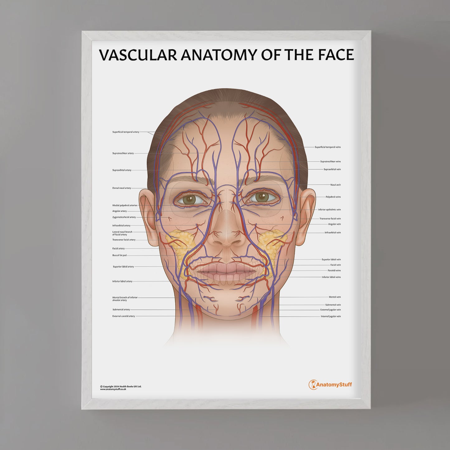 Vascular Anatomy of the Face Chart / Poster