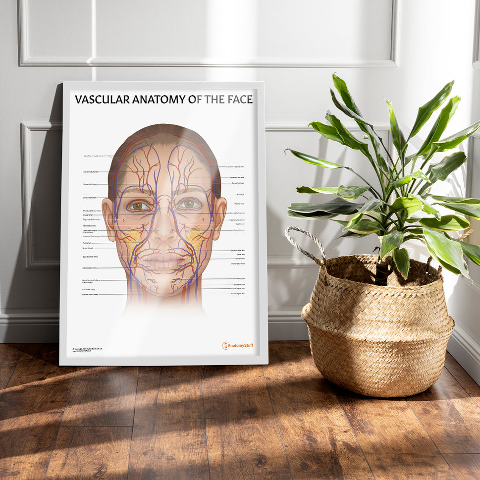 Vascular Anatomy of the Face Chart / Poster