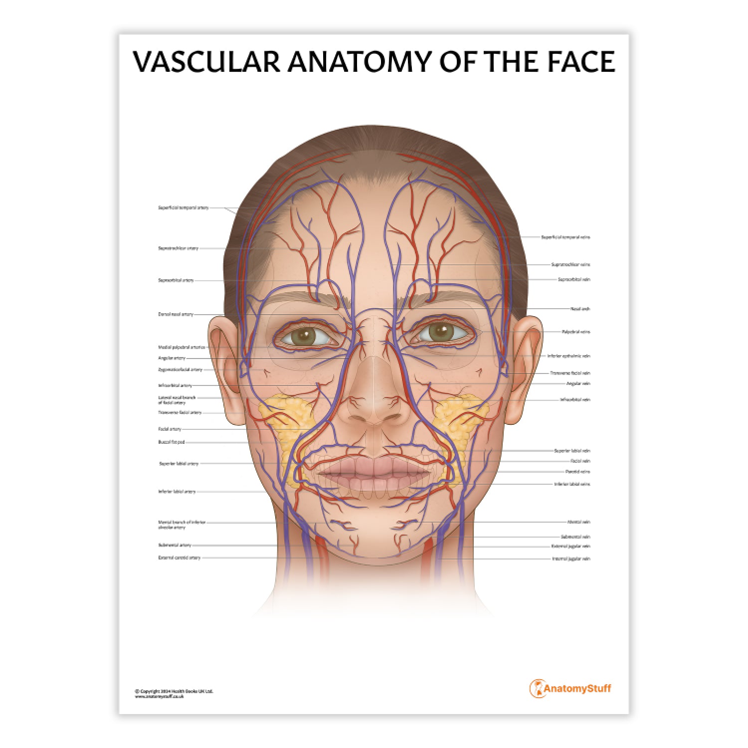 Vascular Anatomy of the Face Chart / Poster
