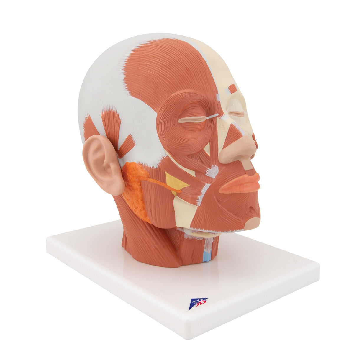 Head Musculature Model