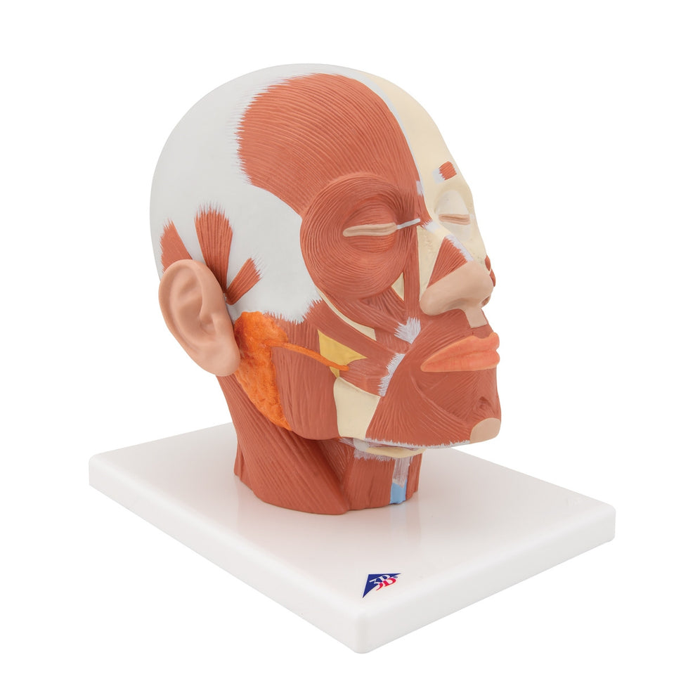 Head Musculature Model