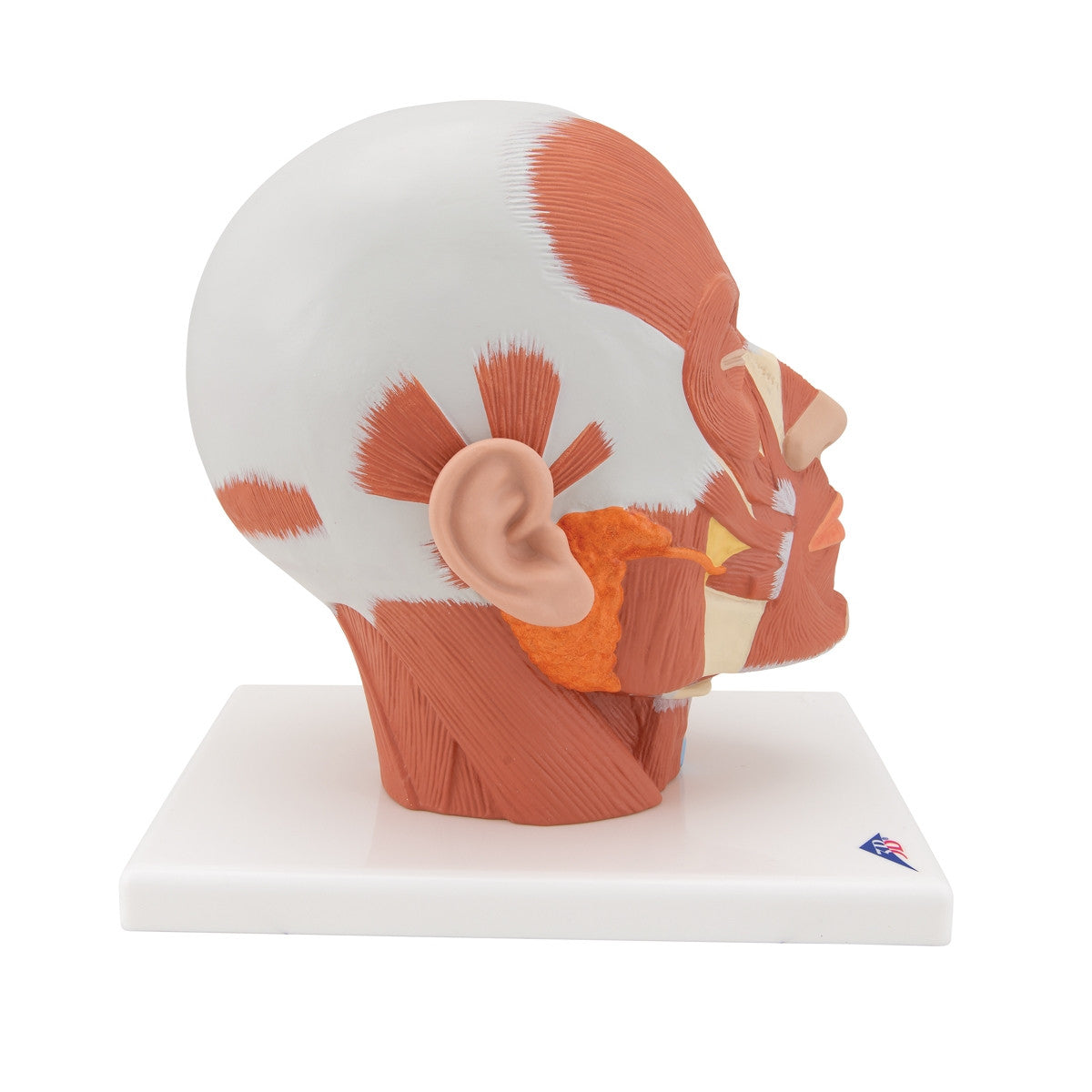 Head Musculature Model