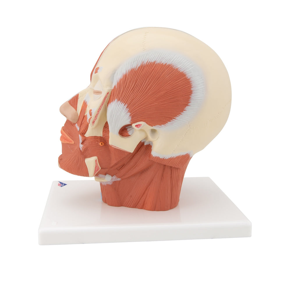 Head Musculature Model