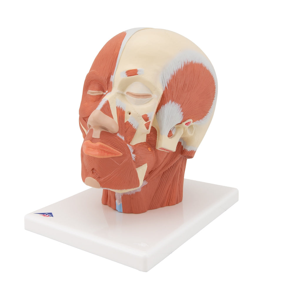Head Musculature Model