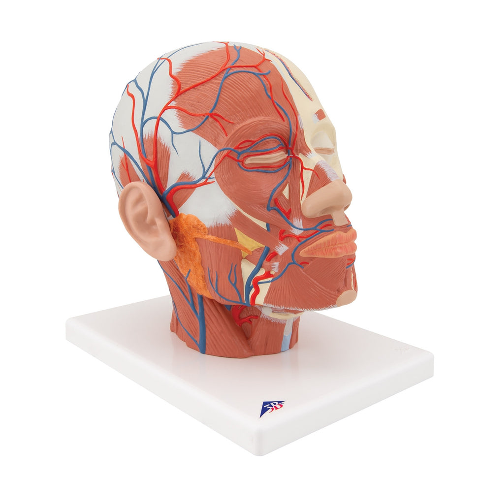 Head Musculature Model with Blood Vessels