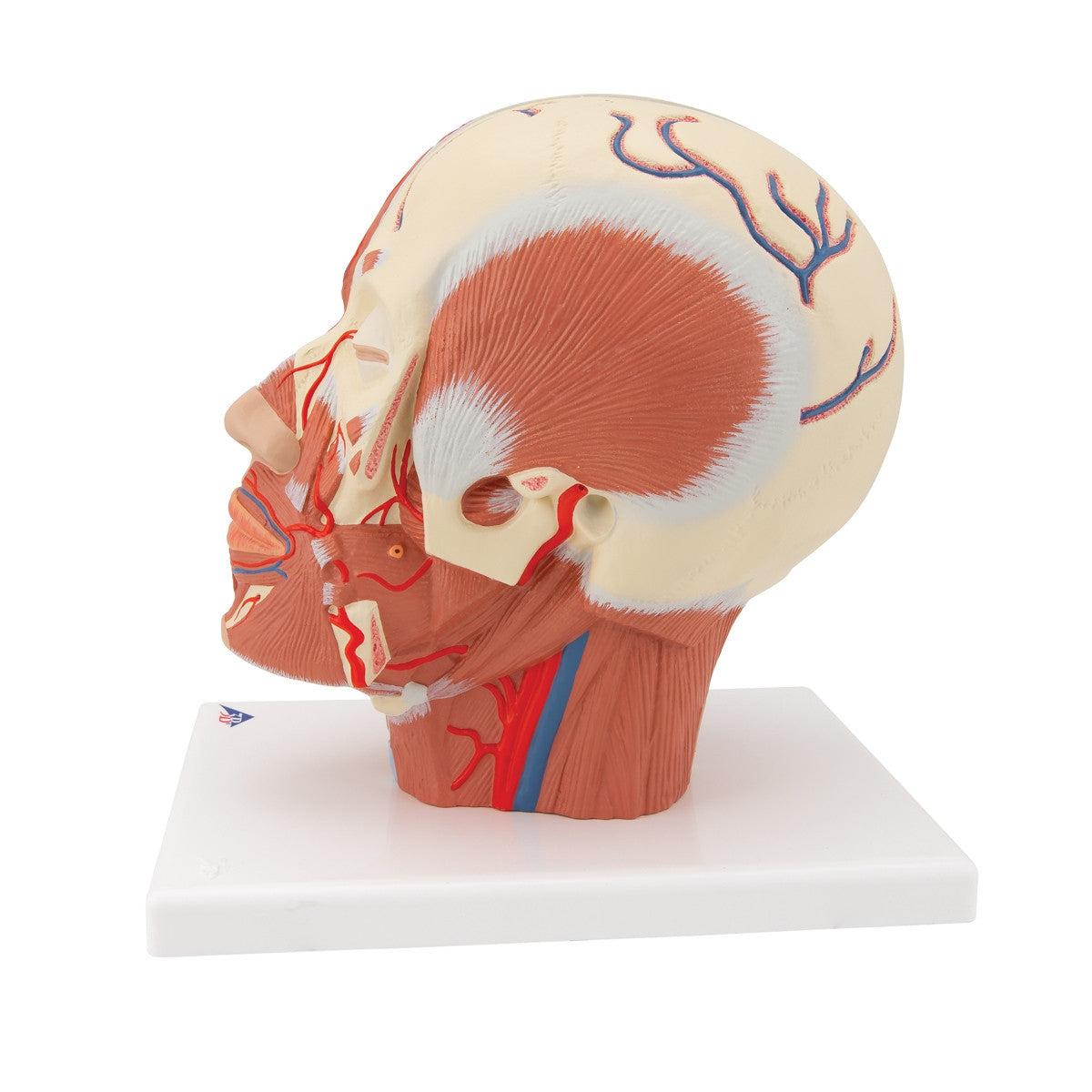 Head Musculature Model with Blood Vessels