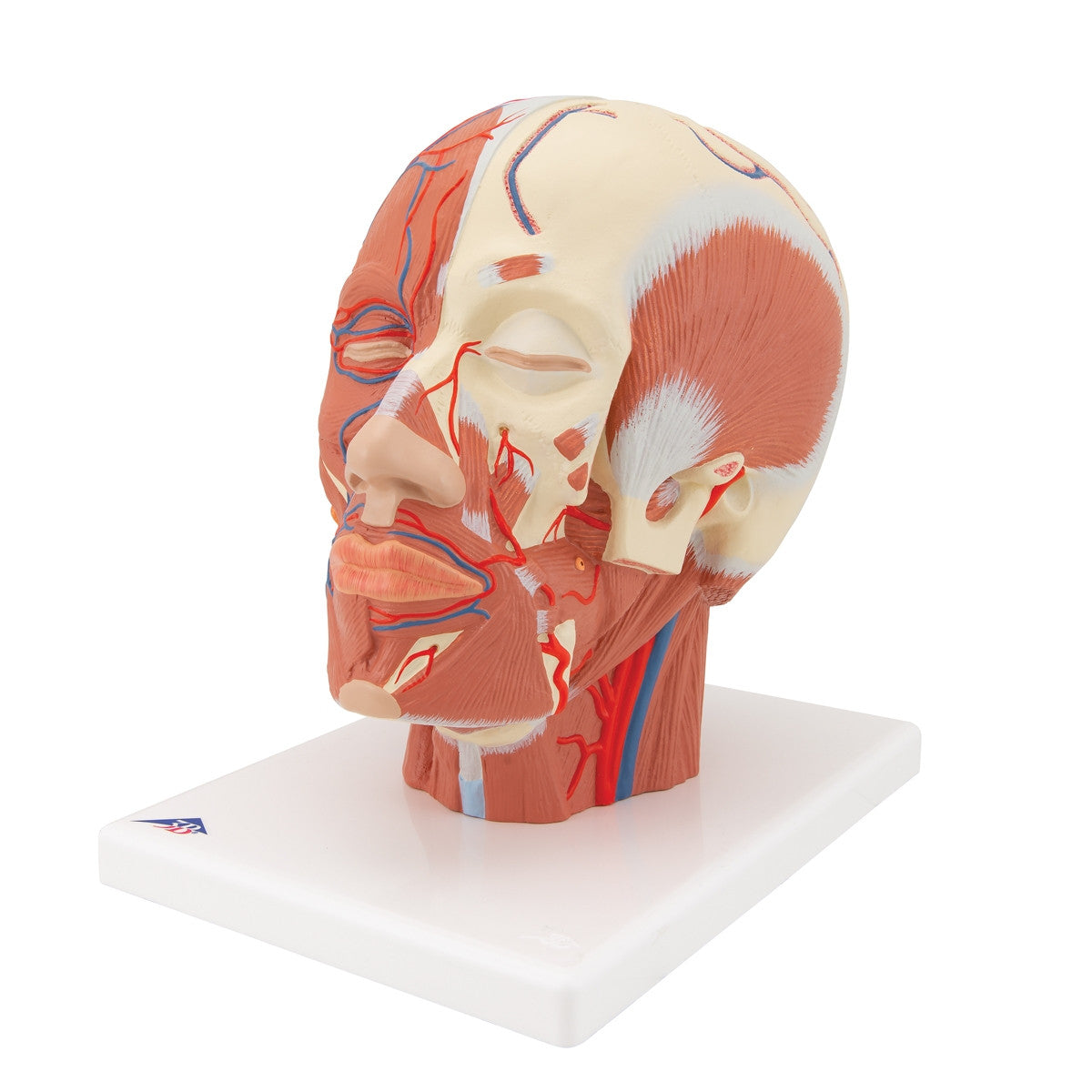 Head Musculature Model with Blood Vessels