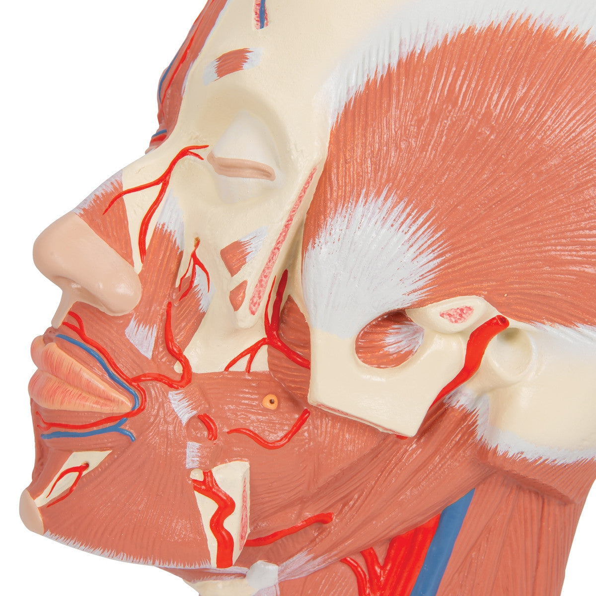 Head Musculature Model with Blood Vessels