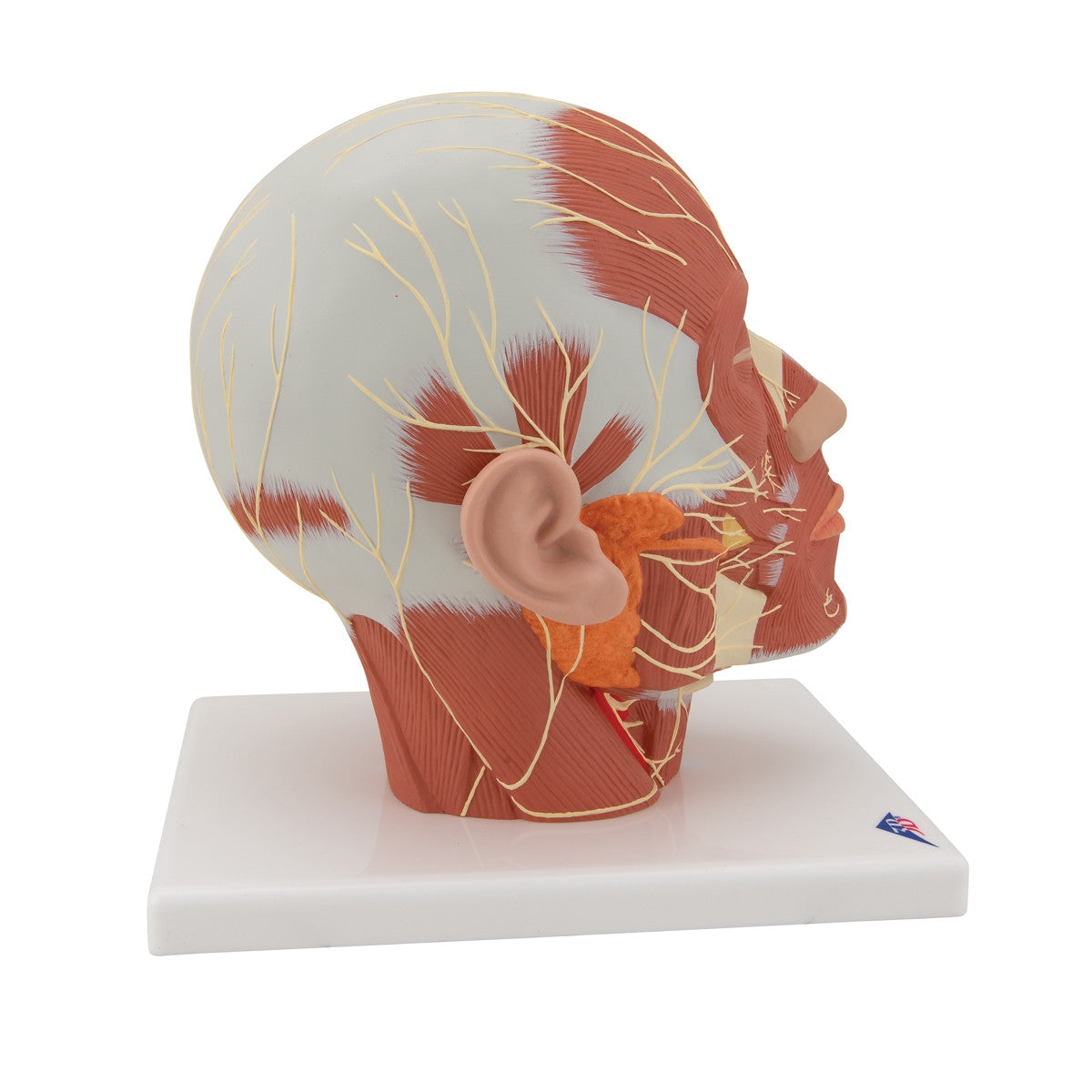 Head Musculature Model with Nerves