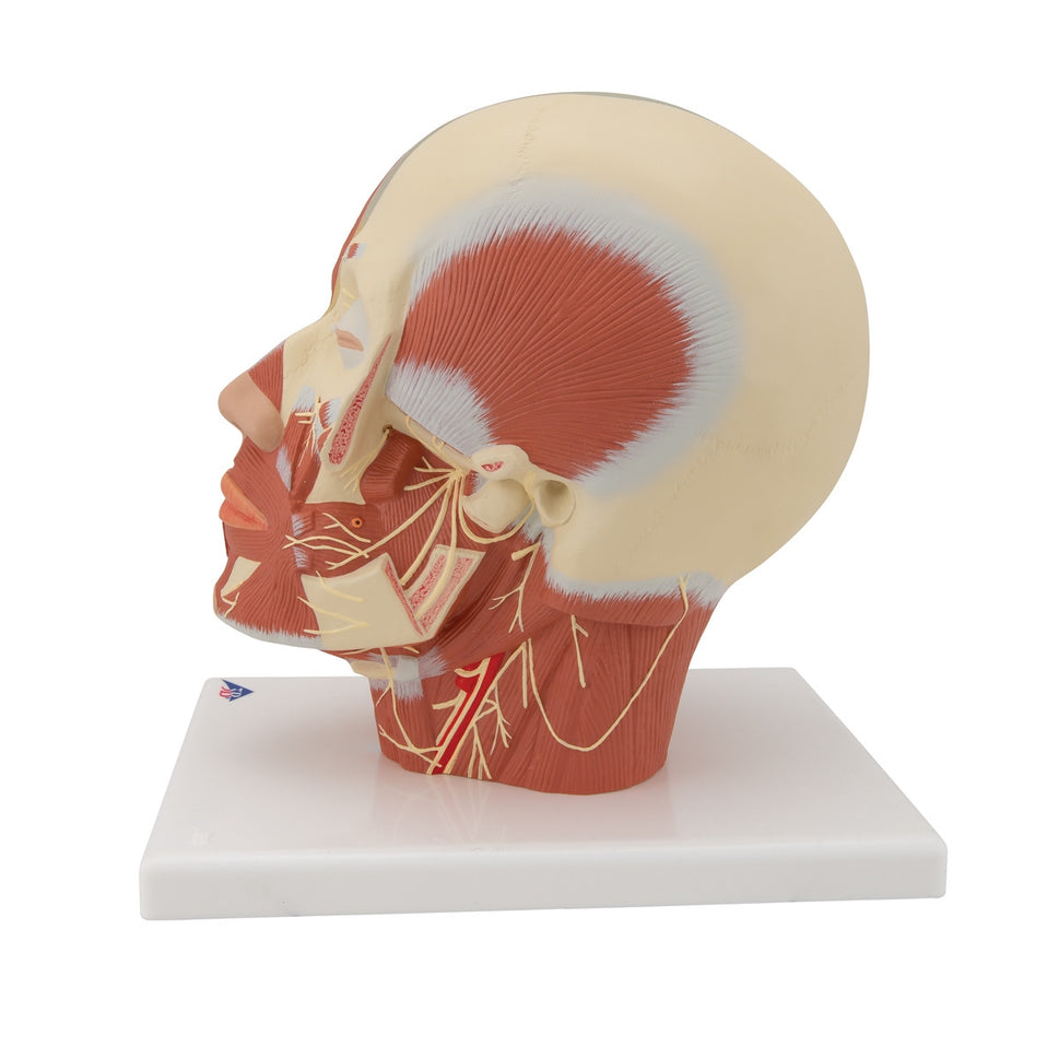 Head Musculature Model with Nerves