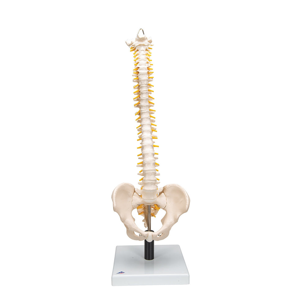 Flexible Spine Model with Soft Intervertebral Discs