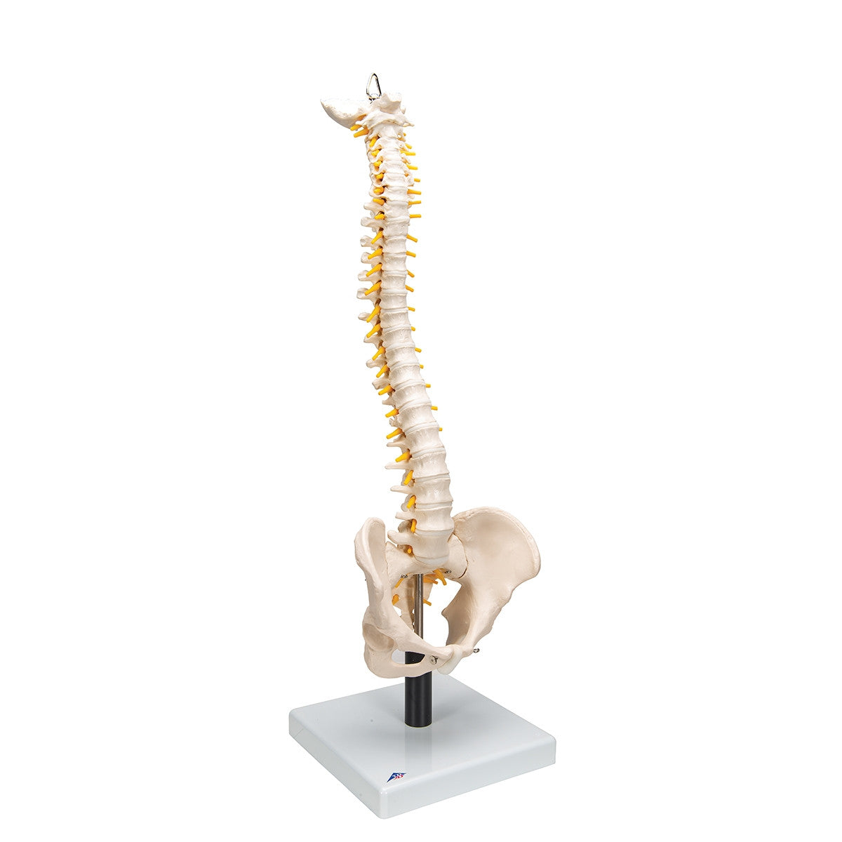 Flexible Spine Model with Soft Intervertebral Discs