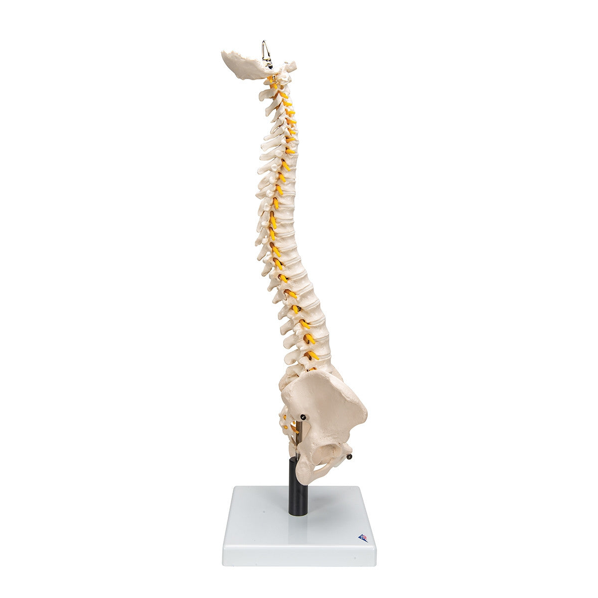 Flexible Spine Model with Soft Intervertebral Discs