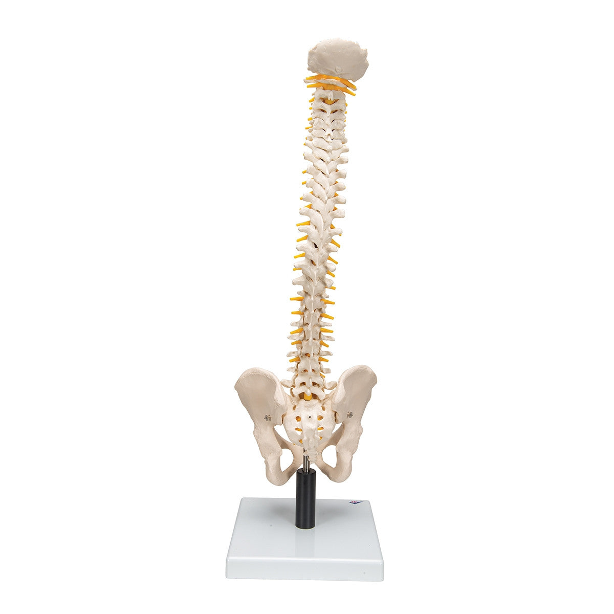 Flexible Spine Model with Soft Intervertebral Discs