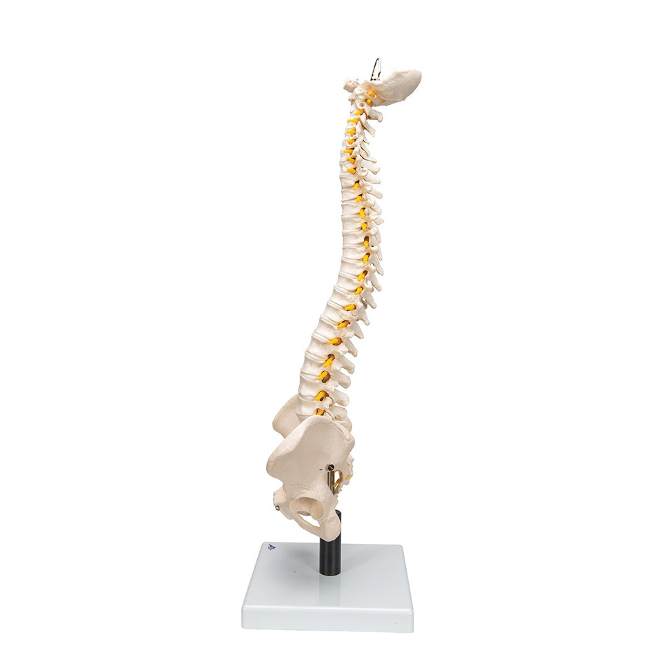 Flexible Spine Model with Soft Intervertebral Discs