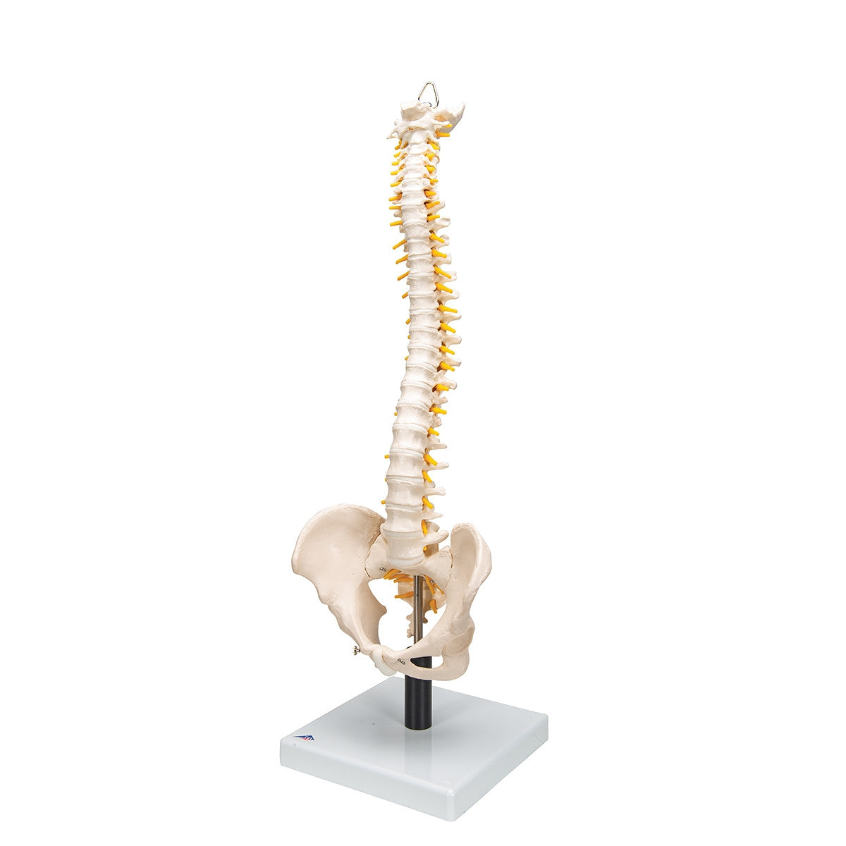 Flexible Spine Model with Soft Intervertebral Discs