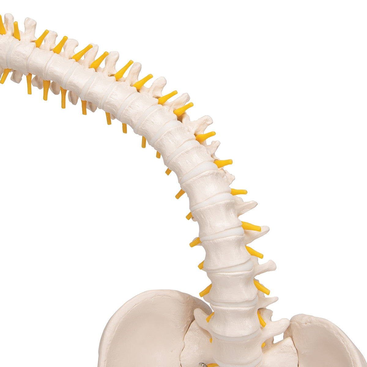 Flexible Spine Model with Soft Intervertebral Discs