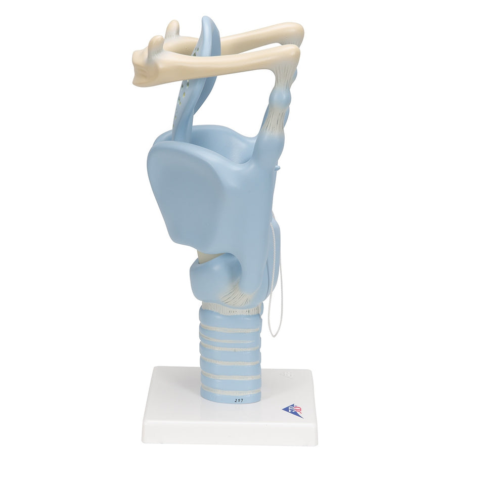 Functional Larynx Model (3 times life size)