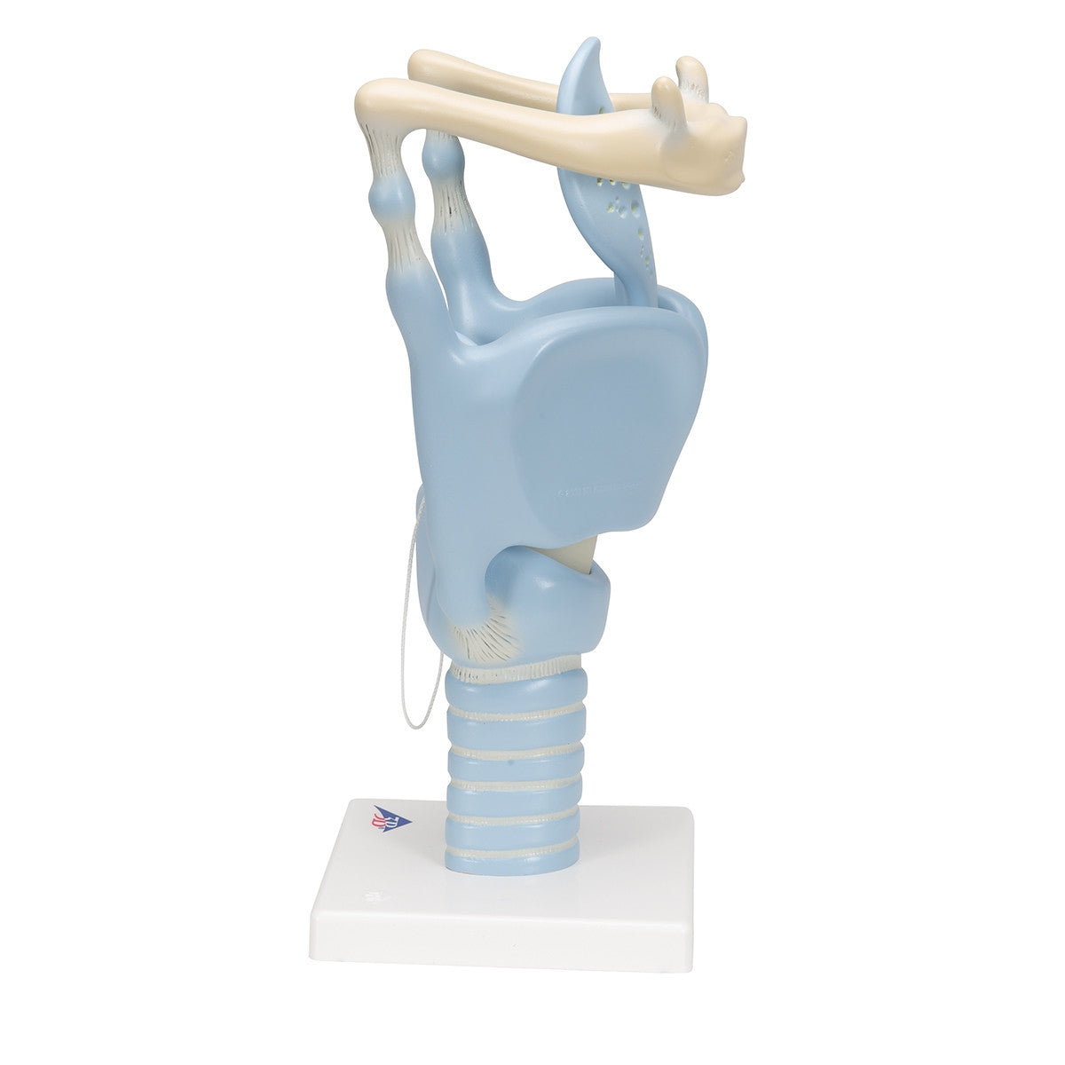 Functional Larynx Model (3 times life size)