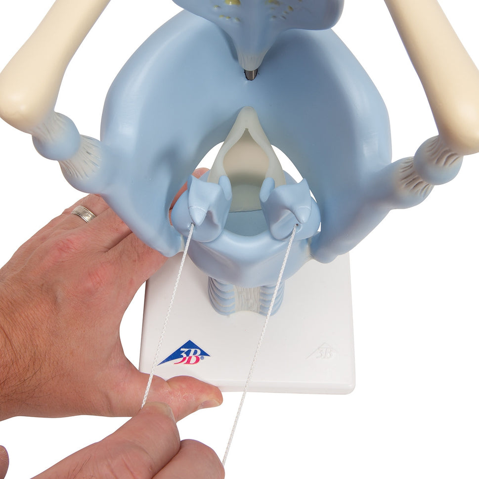 Functional Larynx Model (3 times life size)
