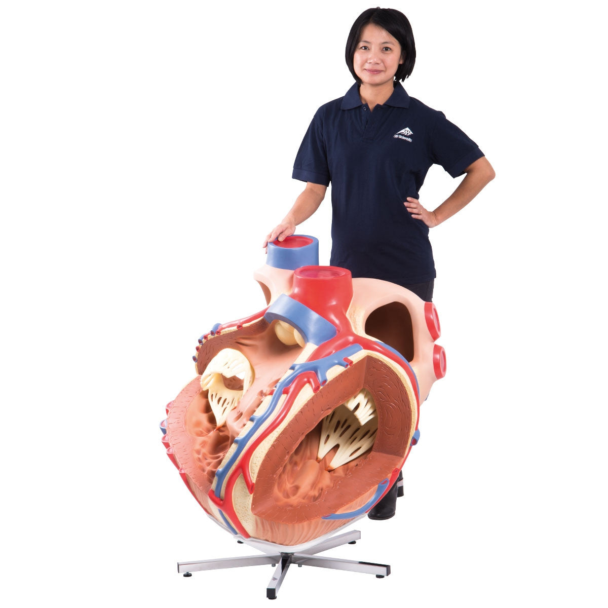 Giant Heart Model (8 times life size)