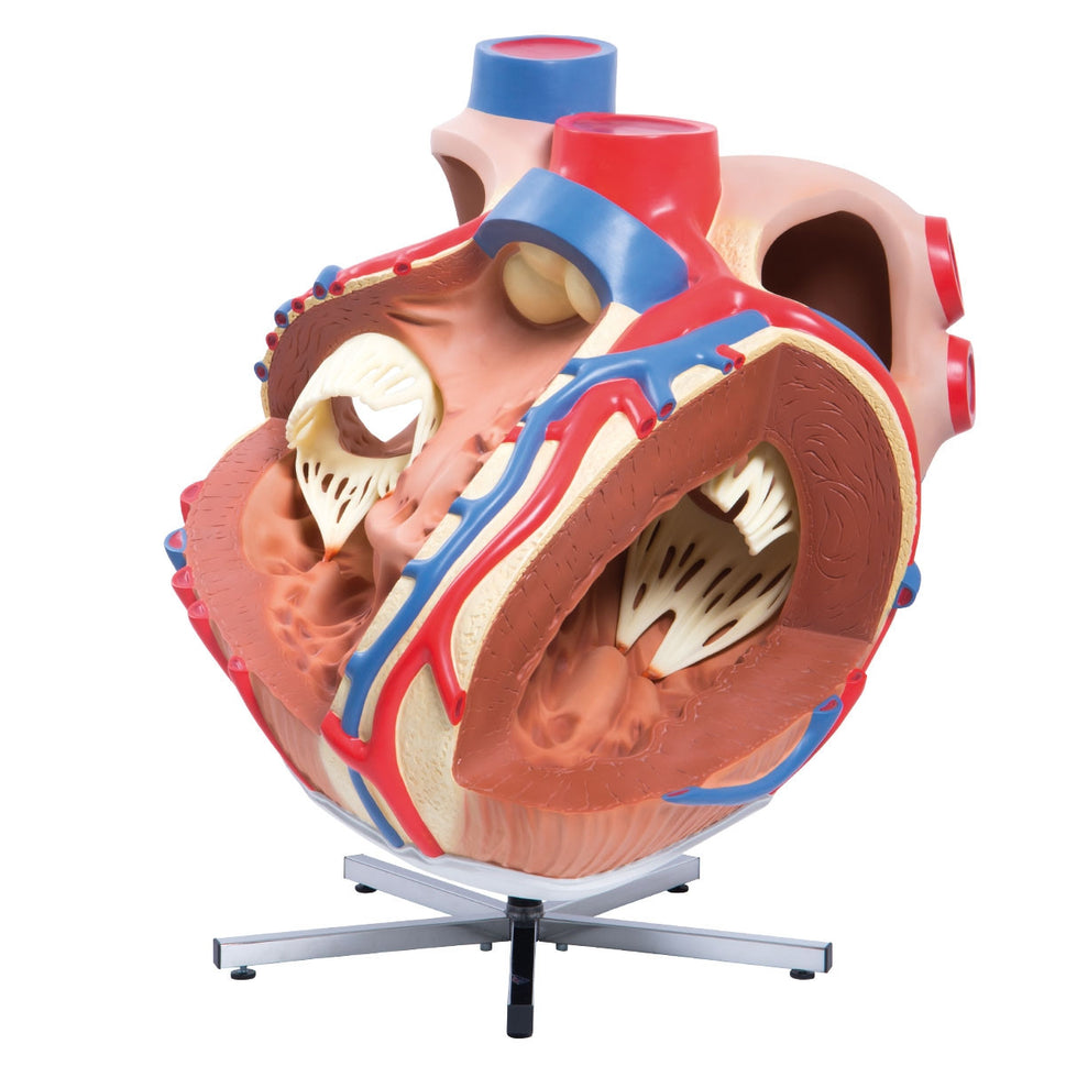 Giant Heart Model (8 times life size)