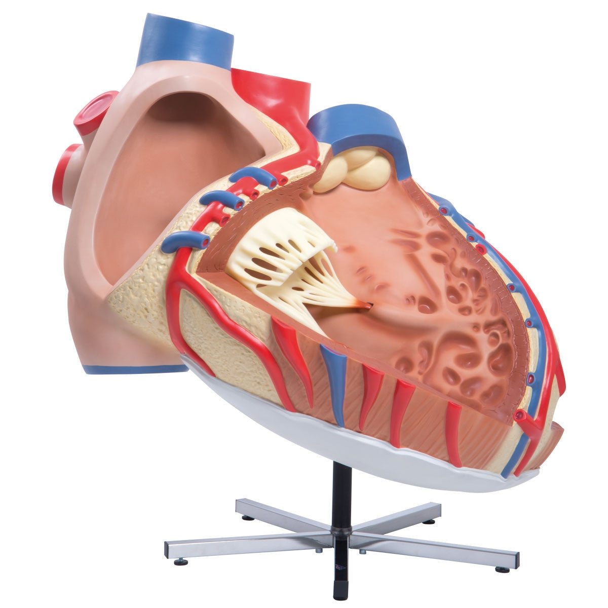 Giant Heart Model (8 times life size)