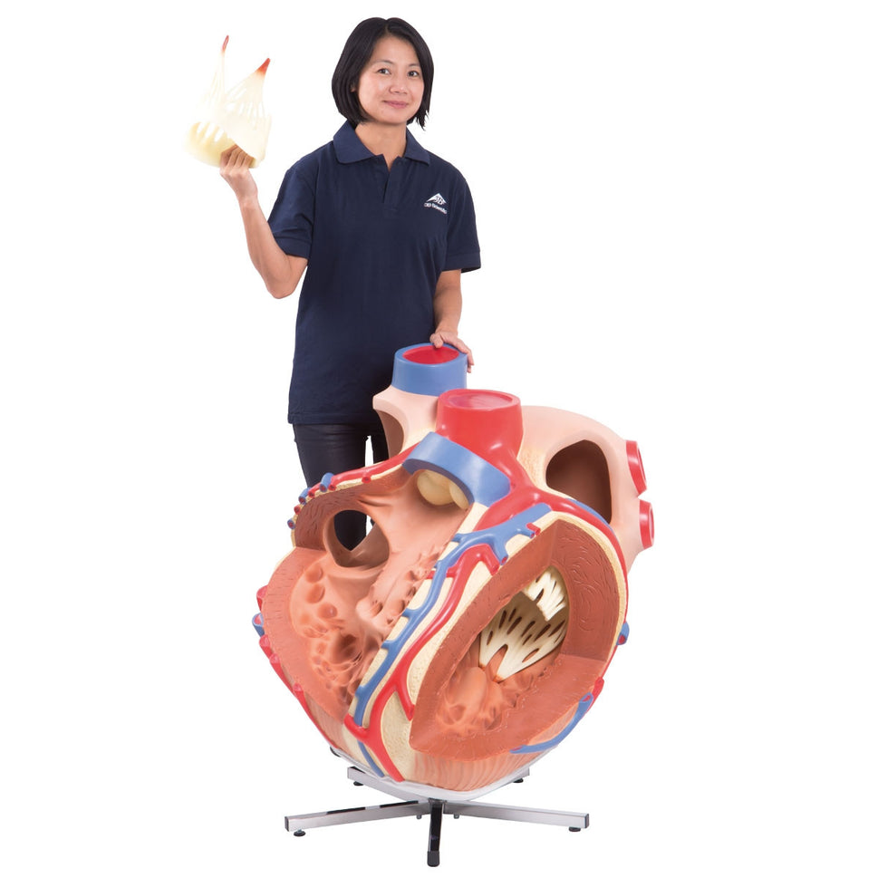 Giant Heart Model (8 times life size)