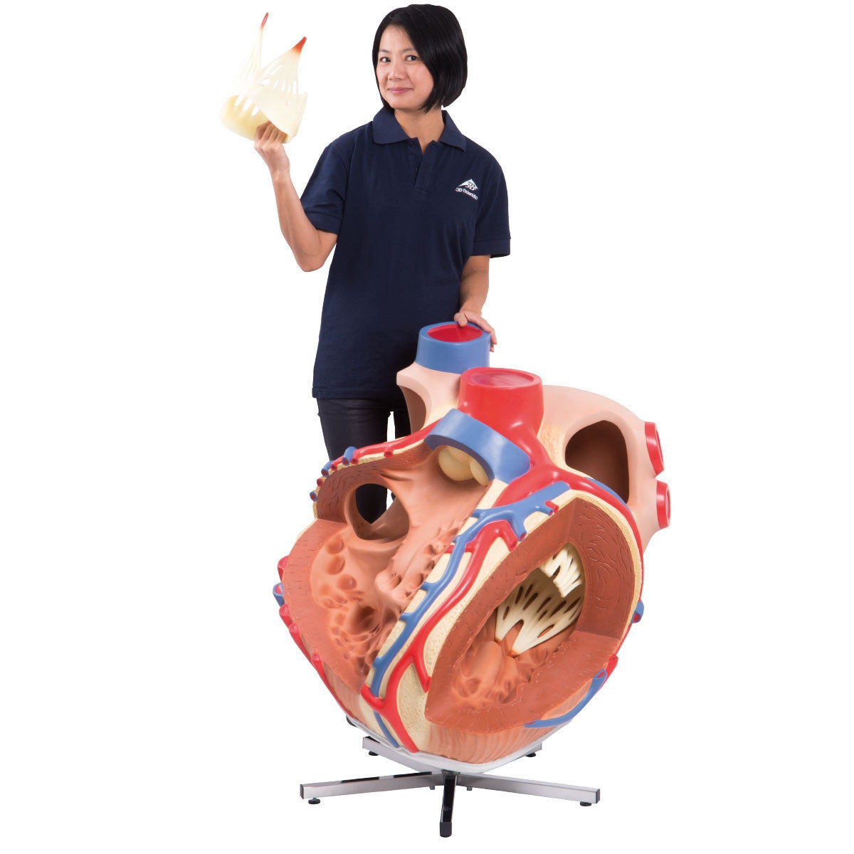 Giant Heart Model (8 times life size)