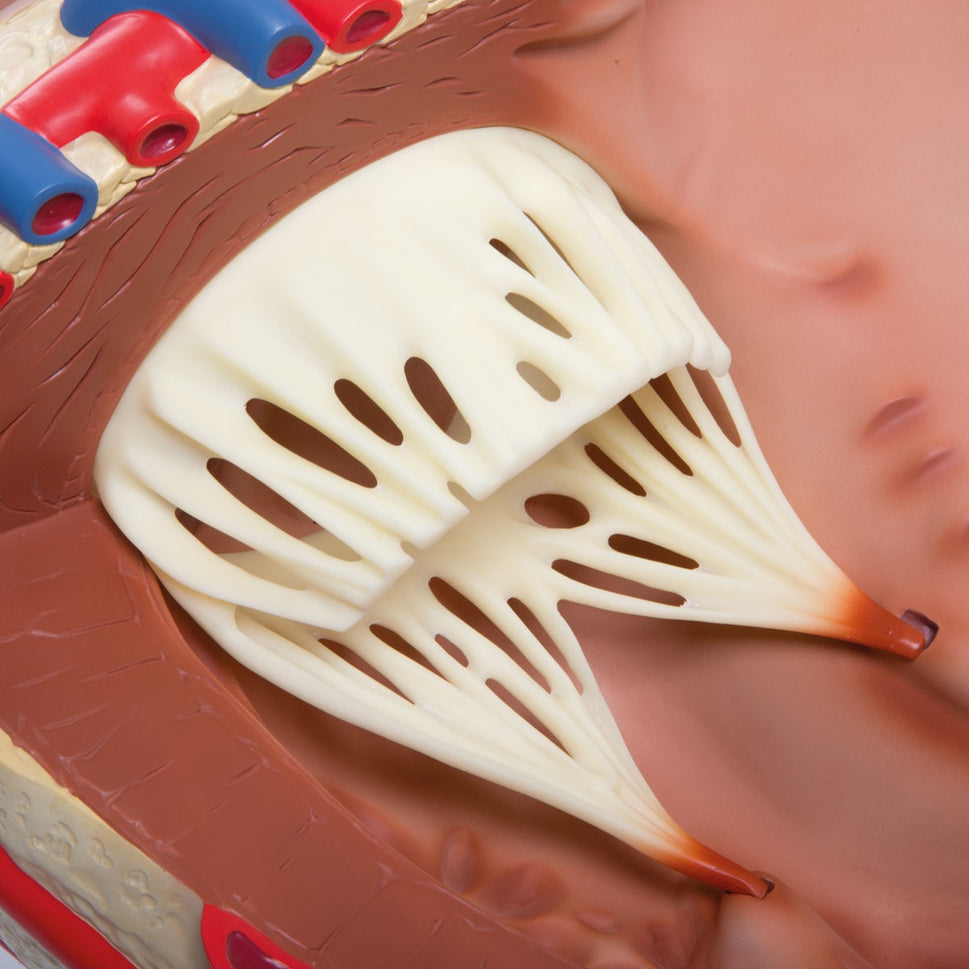 Giant Heart Model (8 times life size)