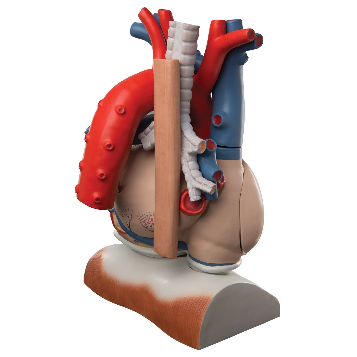 Heart on Diaphragm Model (3 times life size, 10 part)