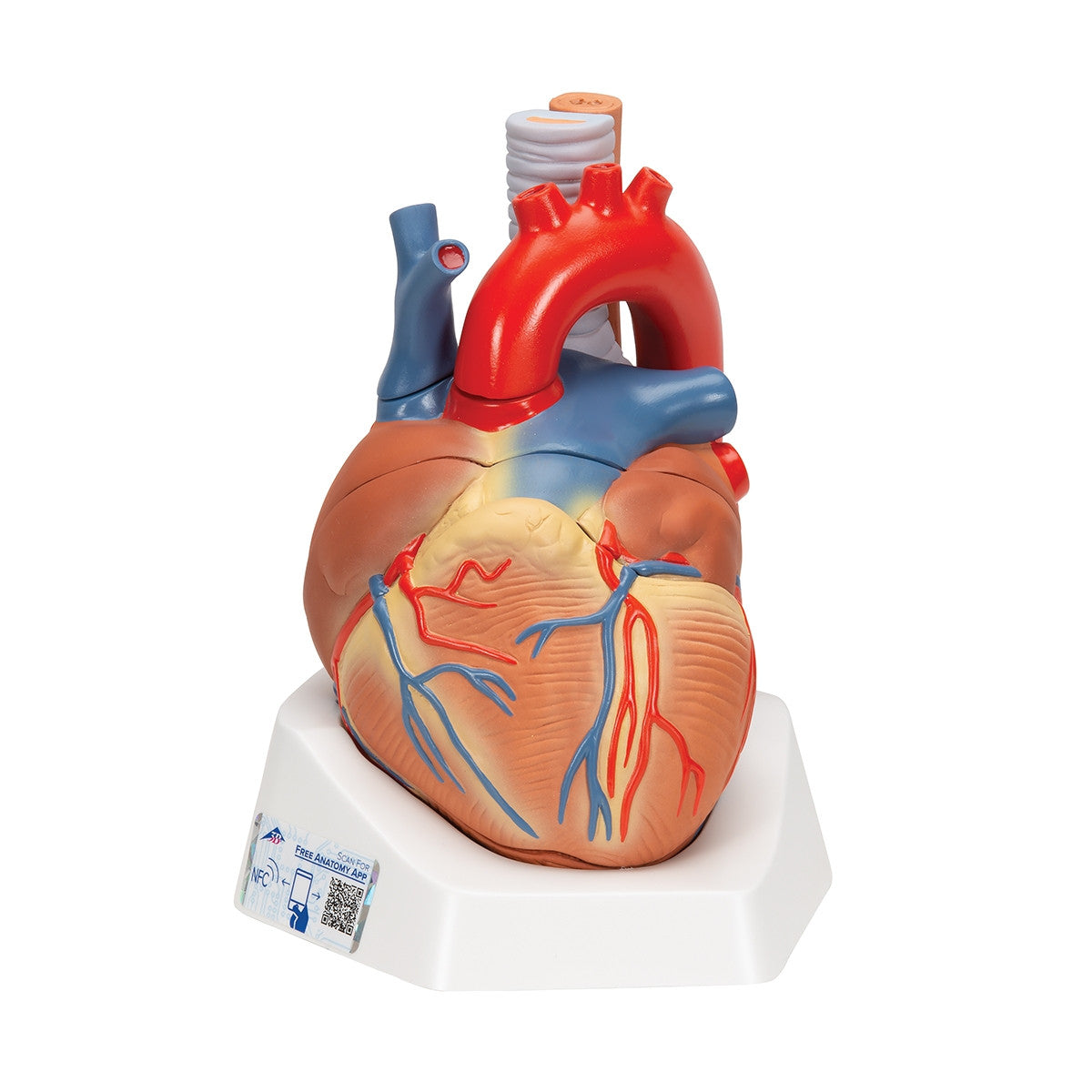 Heart Model (7 part)