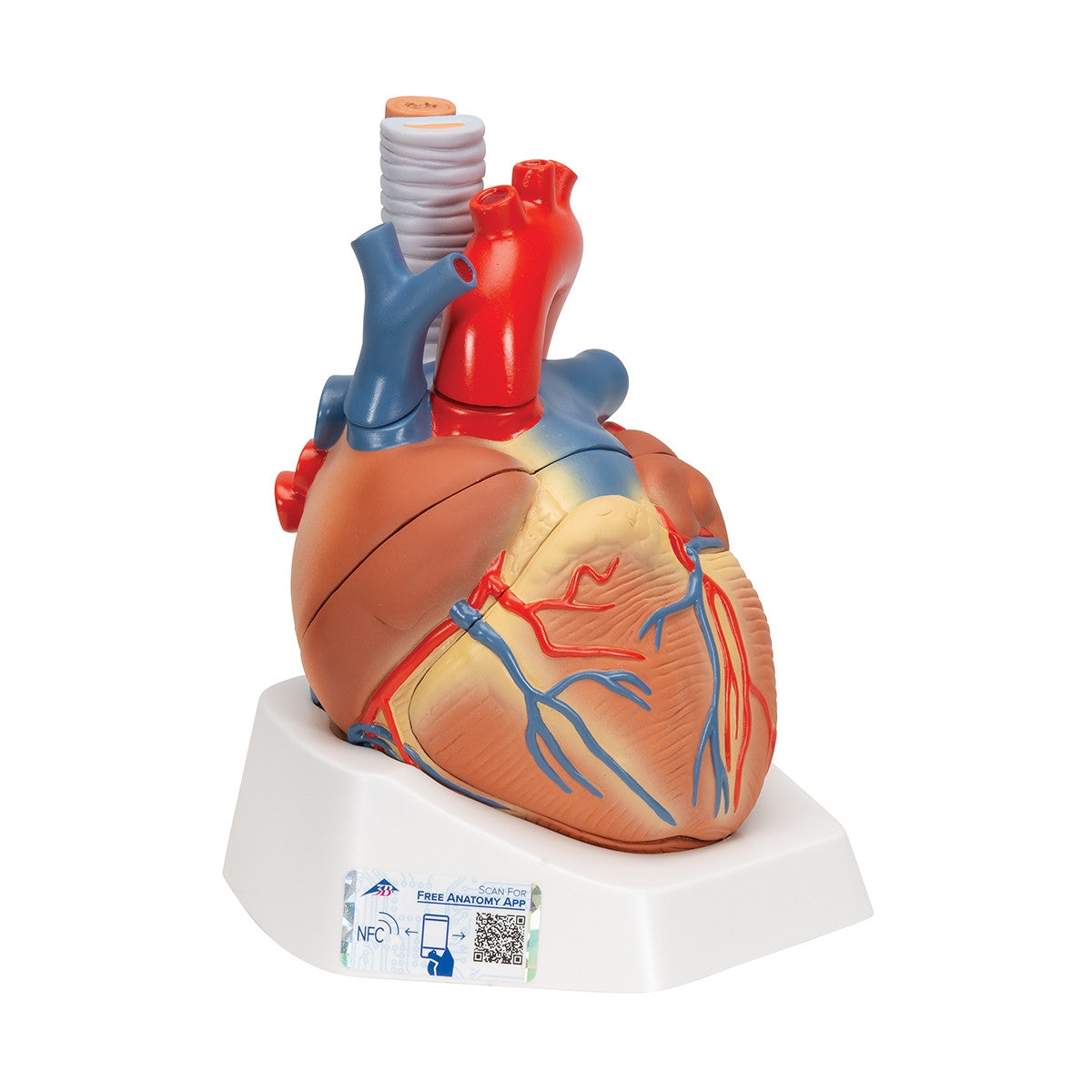 Heart Model (7 part)