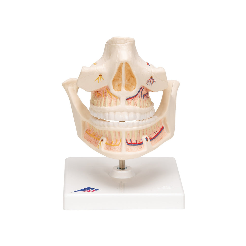 Adult Dentures Model
